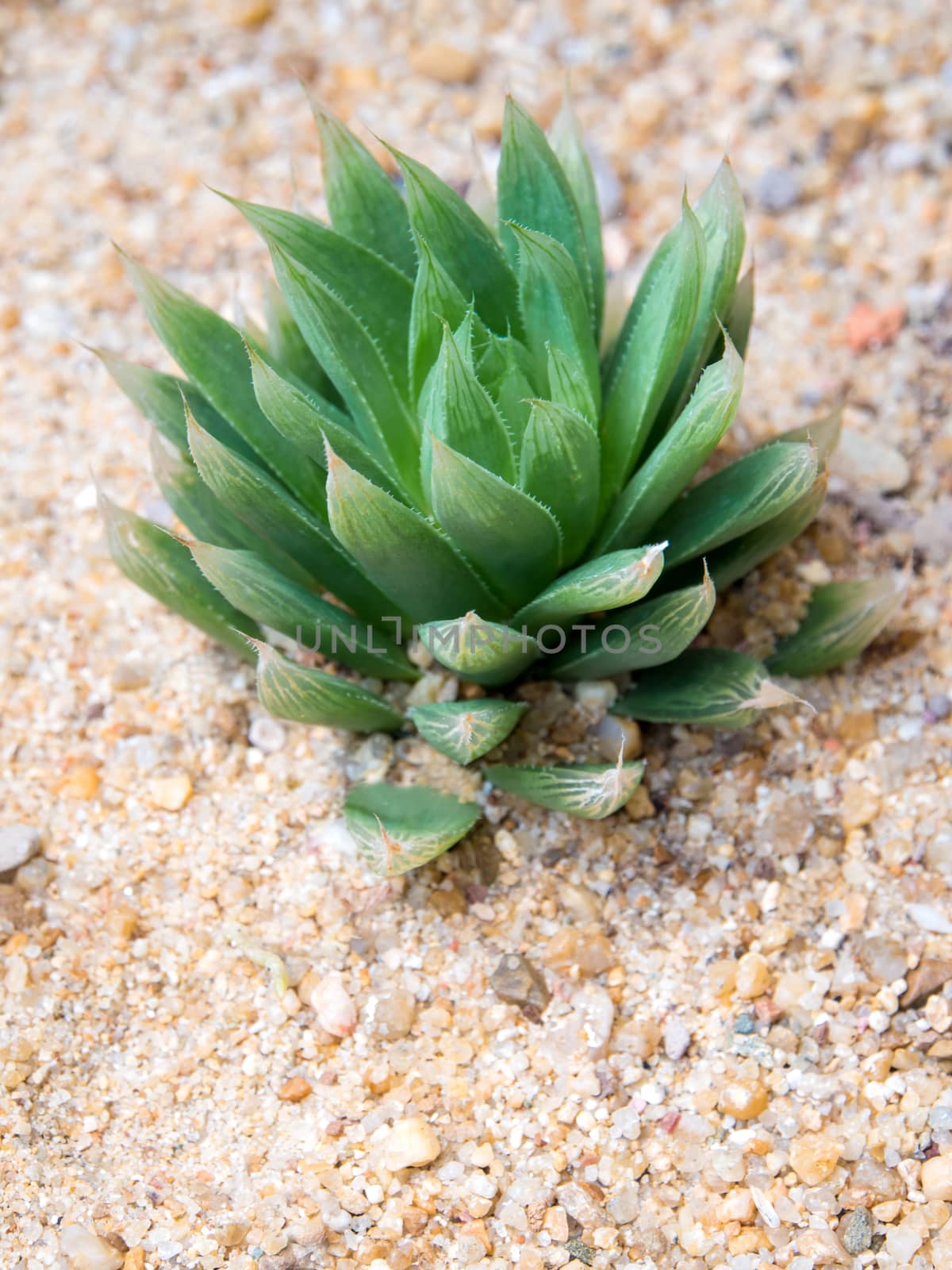 Haworthia Marumiana the succulent plant growing on the gravel