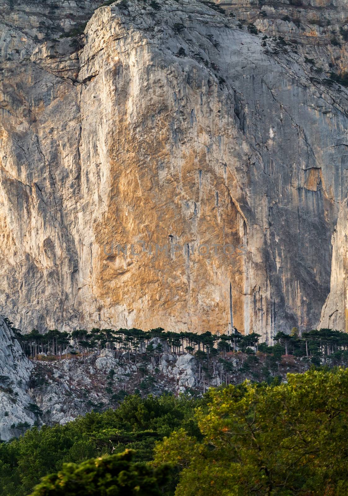 pine forest on a background of high cliffs