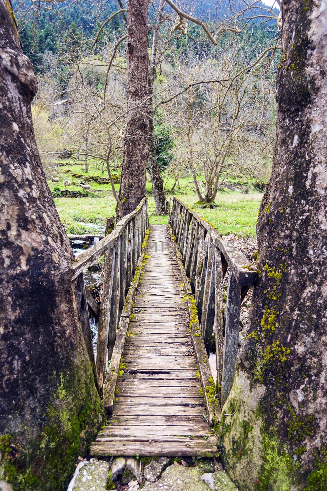 Wooden bridge at Evrytania, Greece by ankarb