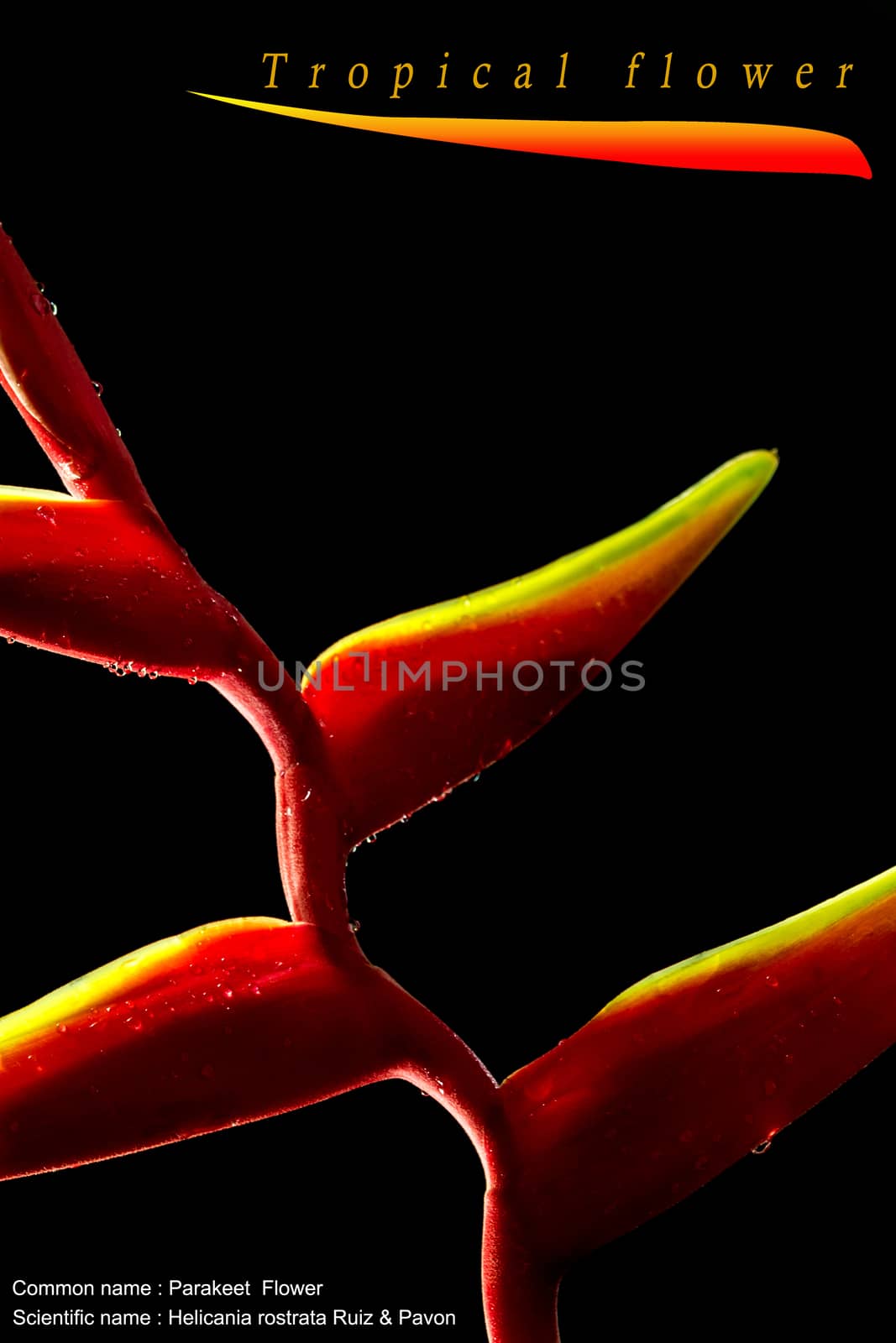 Hanging lobster claws flower in black background