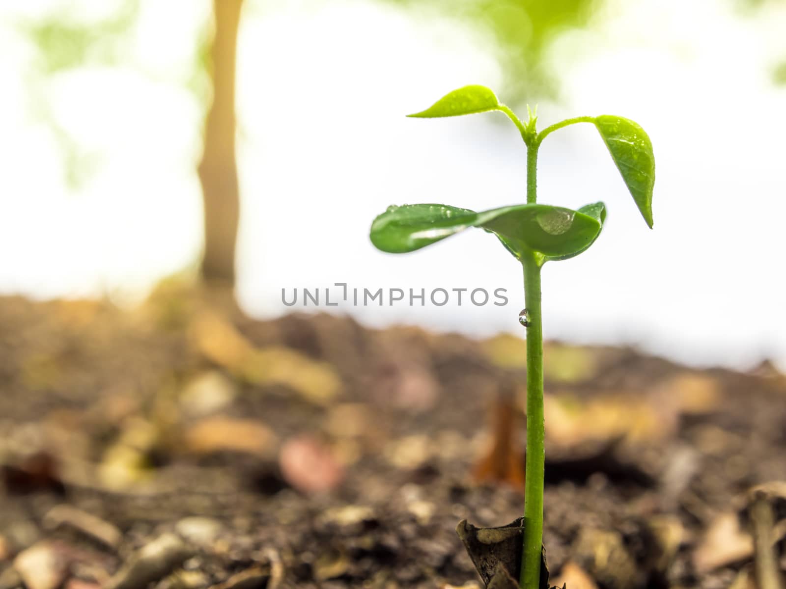 Bud leaves of young plant seeding in forest by Satakorn