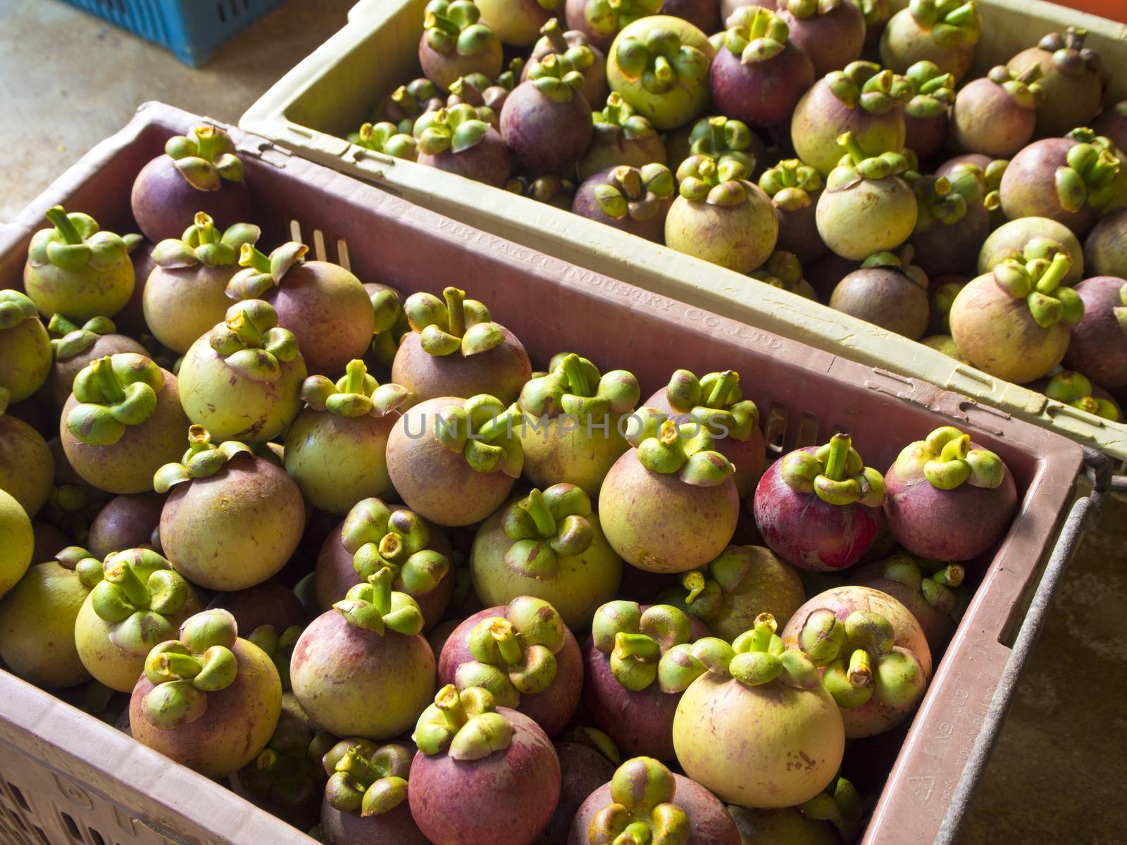 Mangosteen in Plastic basket Selected to Export