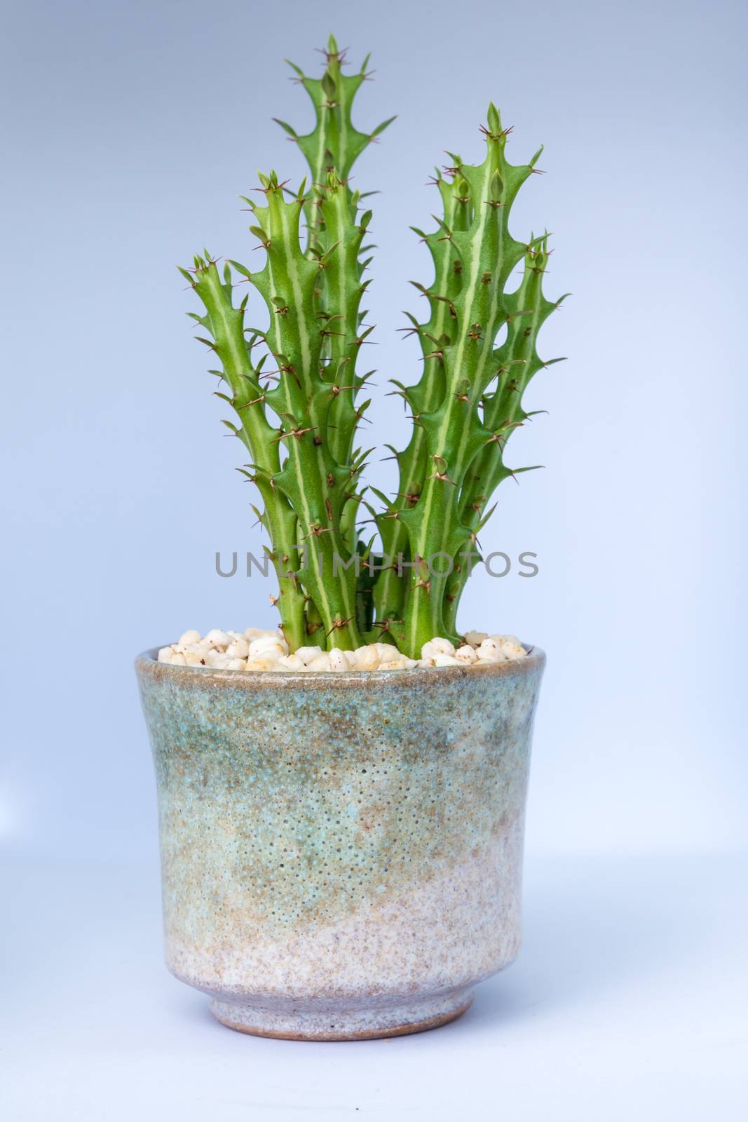 Euphorbia knuthii cactus growing in the small ceramic pot, houseplant for room decoration