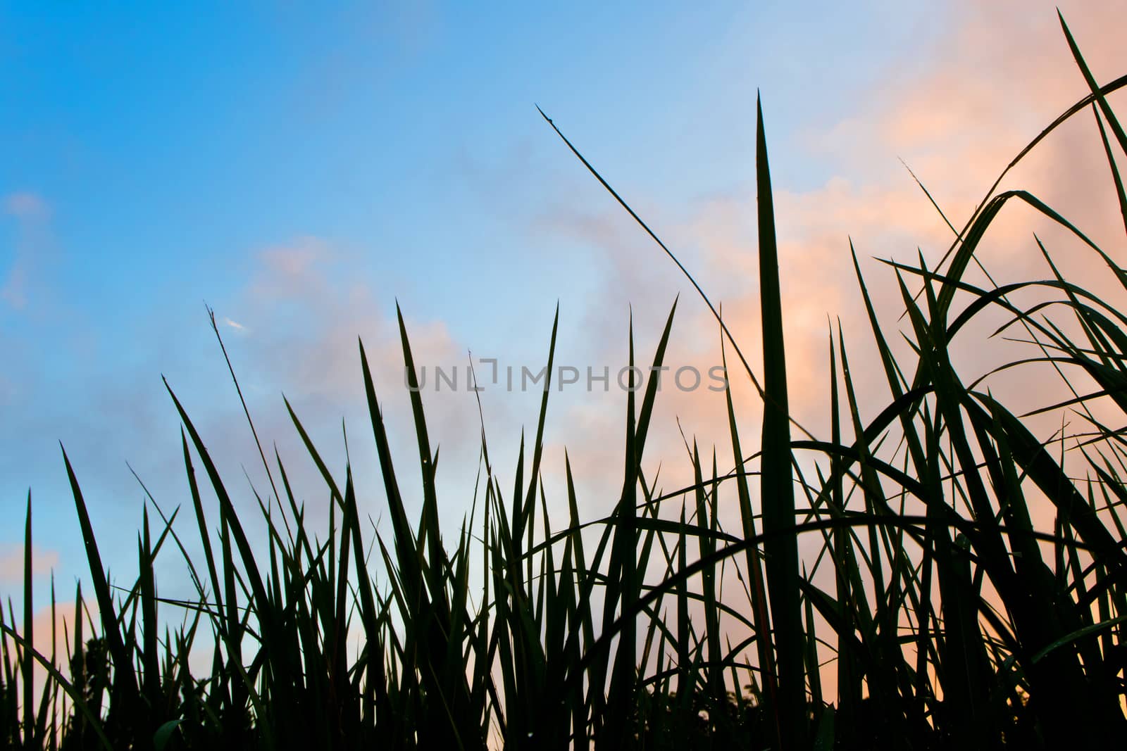 Silhouette Grass blade and  colorful sky by Satakorn