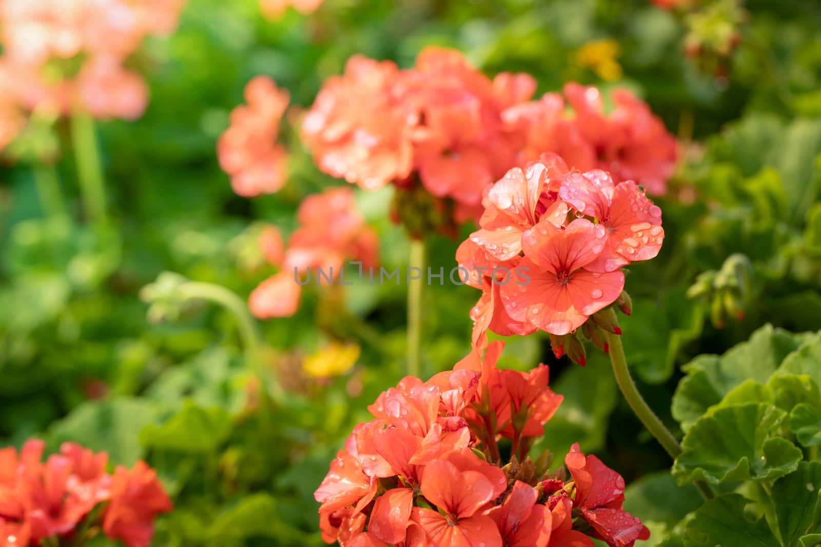 The background image of the colorful flowers by teerawit