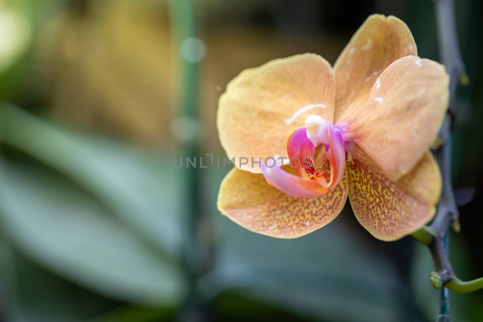 Beautiful blooming orchids in forest, On the bright sunshine