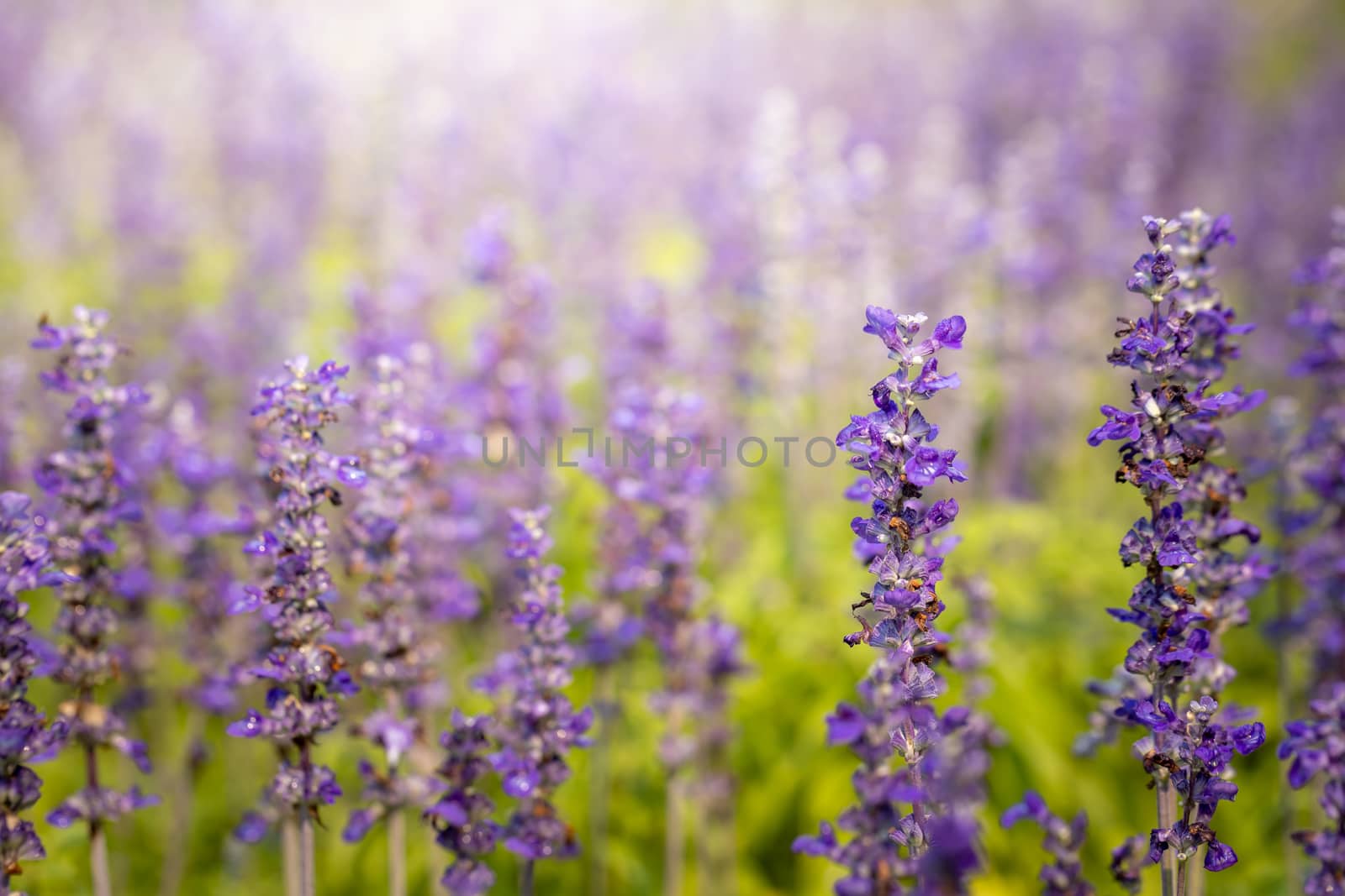 The background image of the colorful flowers by teerawit