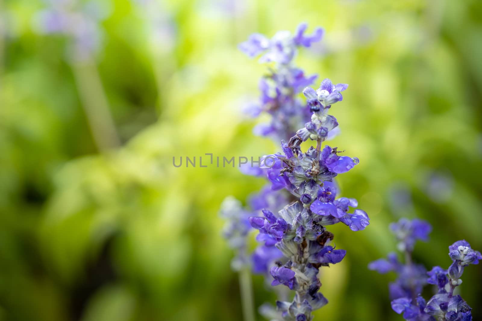 The background image of the colorful flowers by teerawit