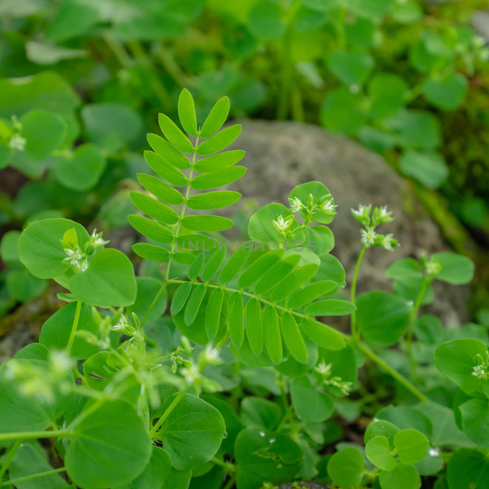 The close up of various green fresh botany plant in forest background.