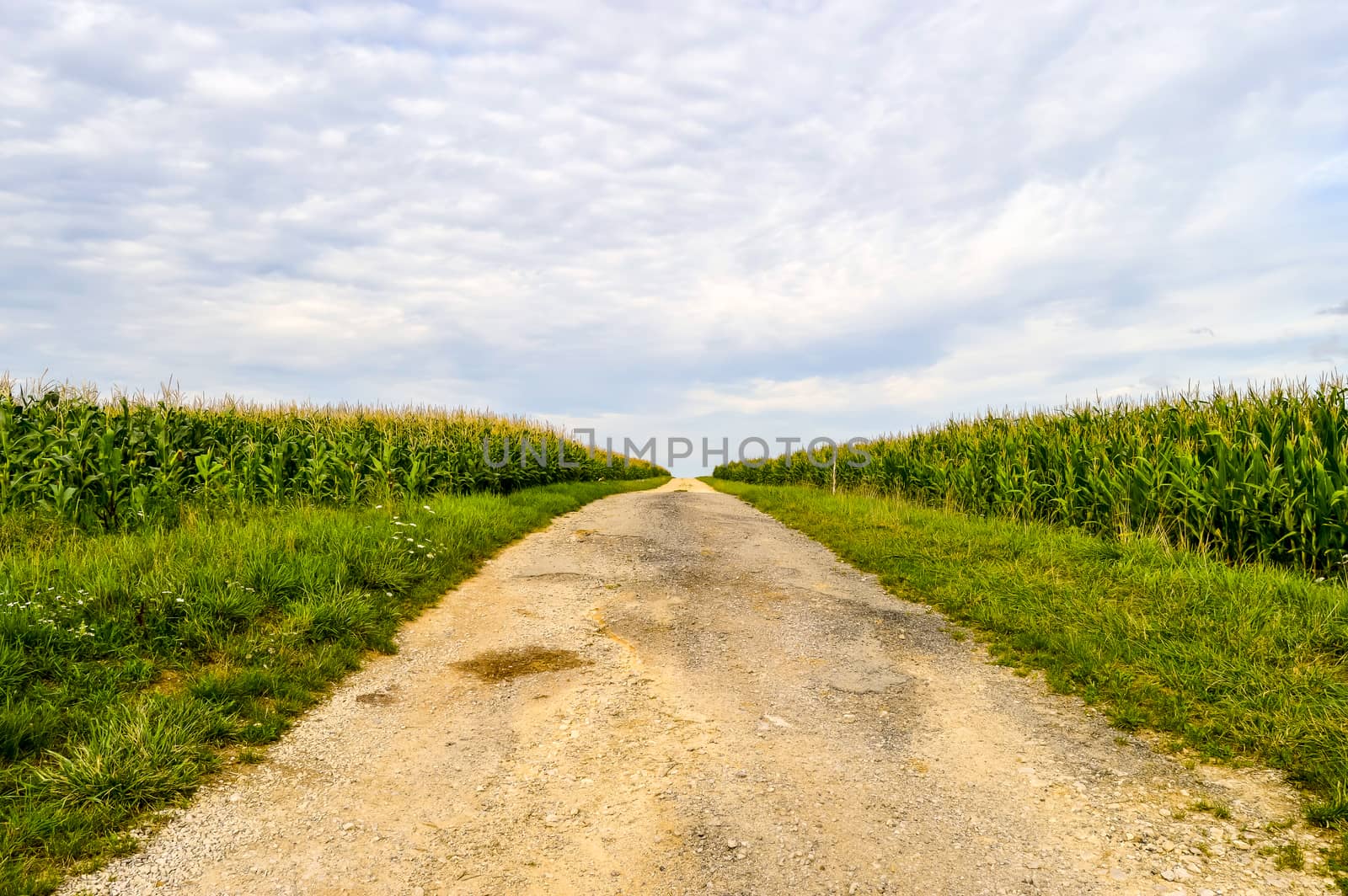 Path between corn fields in the department of Meuse in France