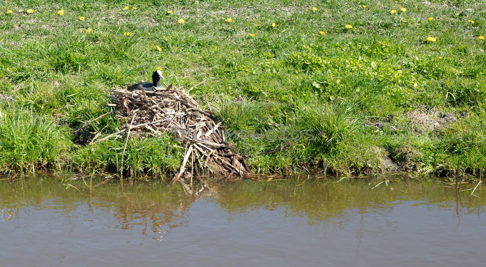 Coot on the nest, meadow in the Netherlands