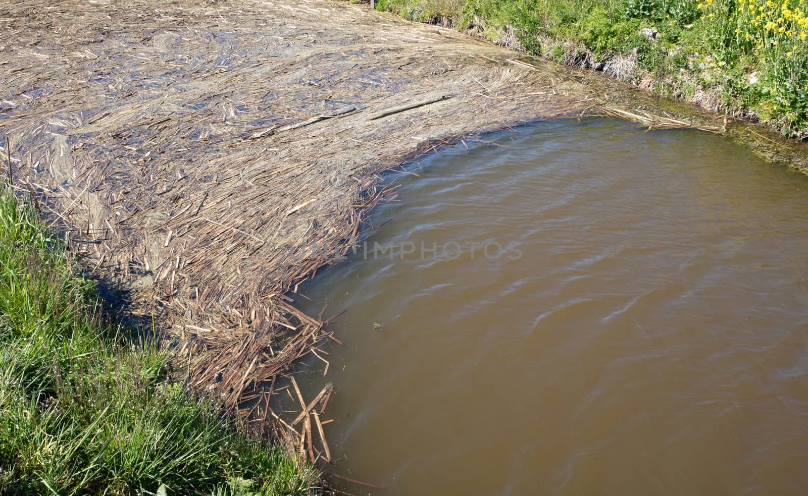 Plant residues in a dutch ditch, Friesland