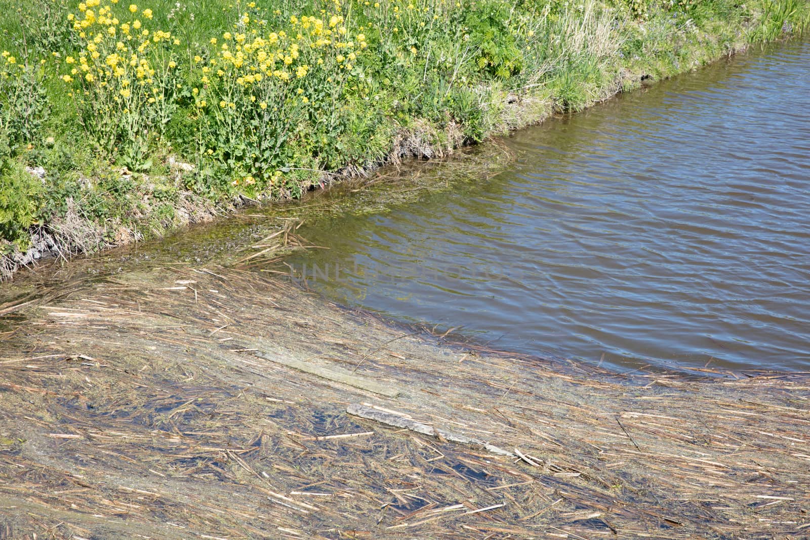 Plant residues in a dutch ditch, Friesland