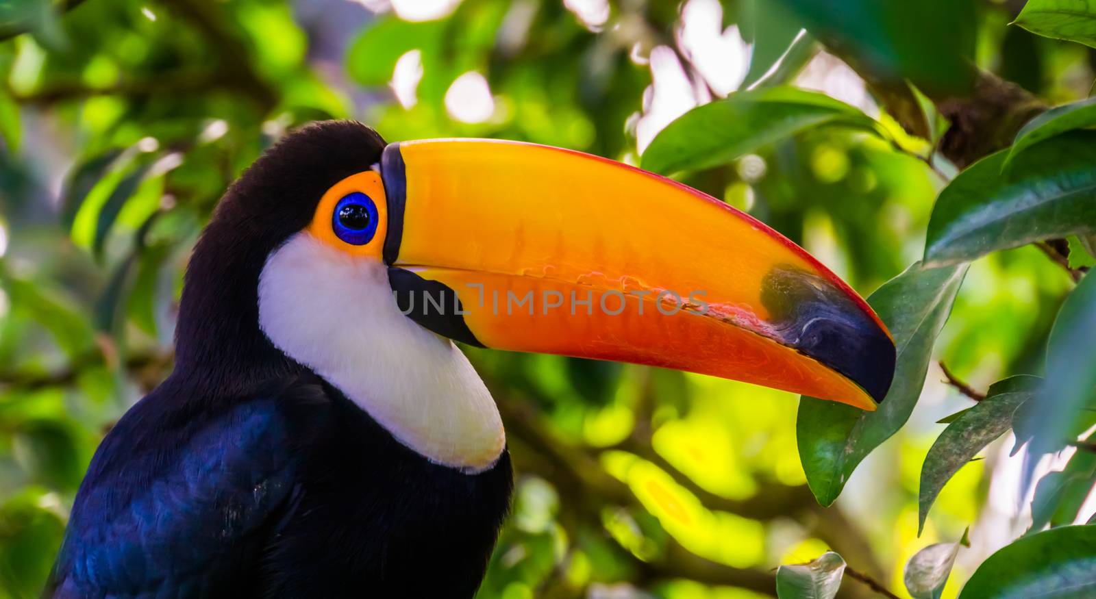 closeup portrait of the face of a toco toucan, tropical bird specie from America