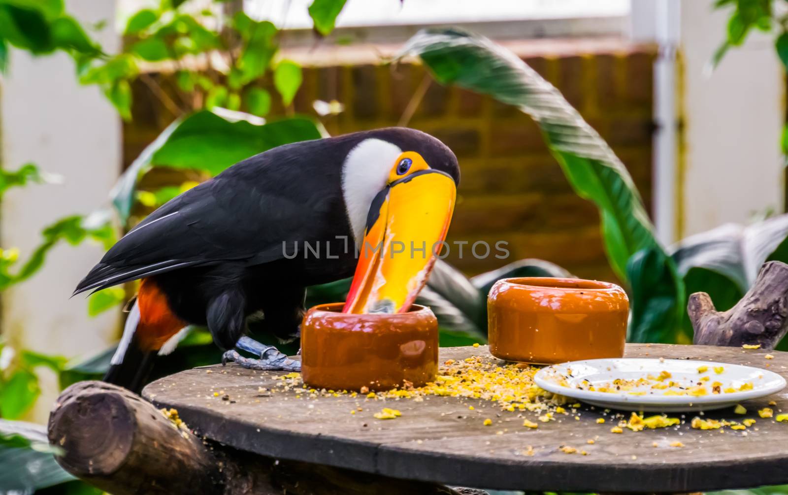 funny closeup of a toco Toucan eating seeds from a small bowl, tropical bird specie from America by charlottebleijenberg