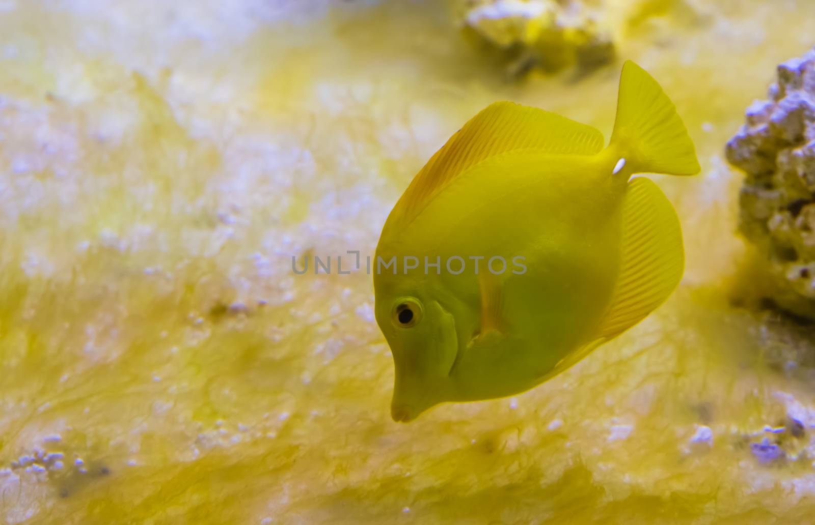 closeup portrait of a yellow tang fish, one of the most popular fishes in aquaculture, tropical fish from hawaii by charlottebleijenberg