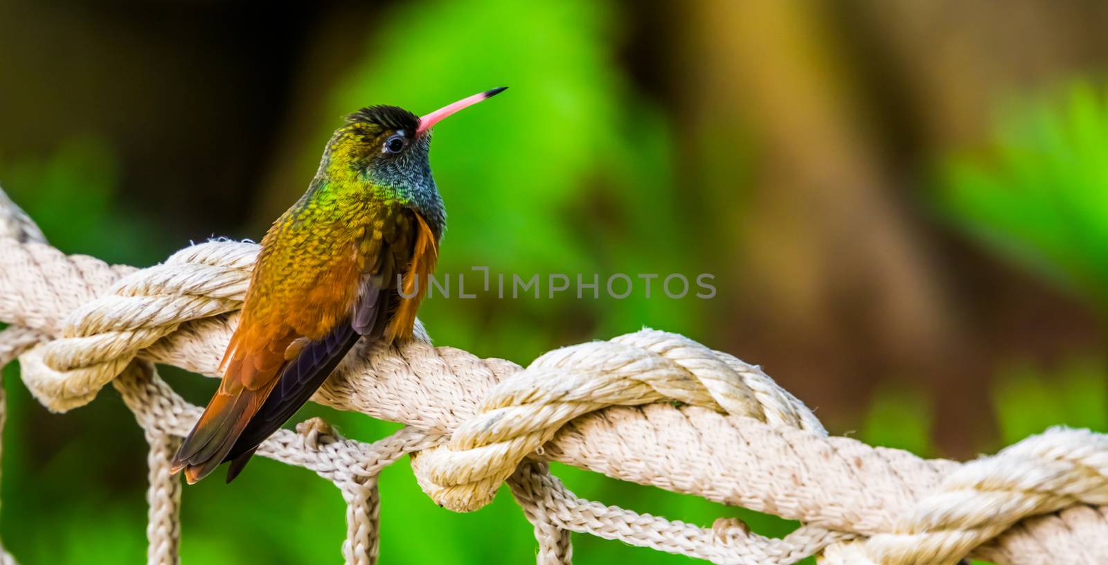 portrait of an amazilia humming bird in closeup, popular and small tropical bird specie from America