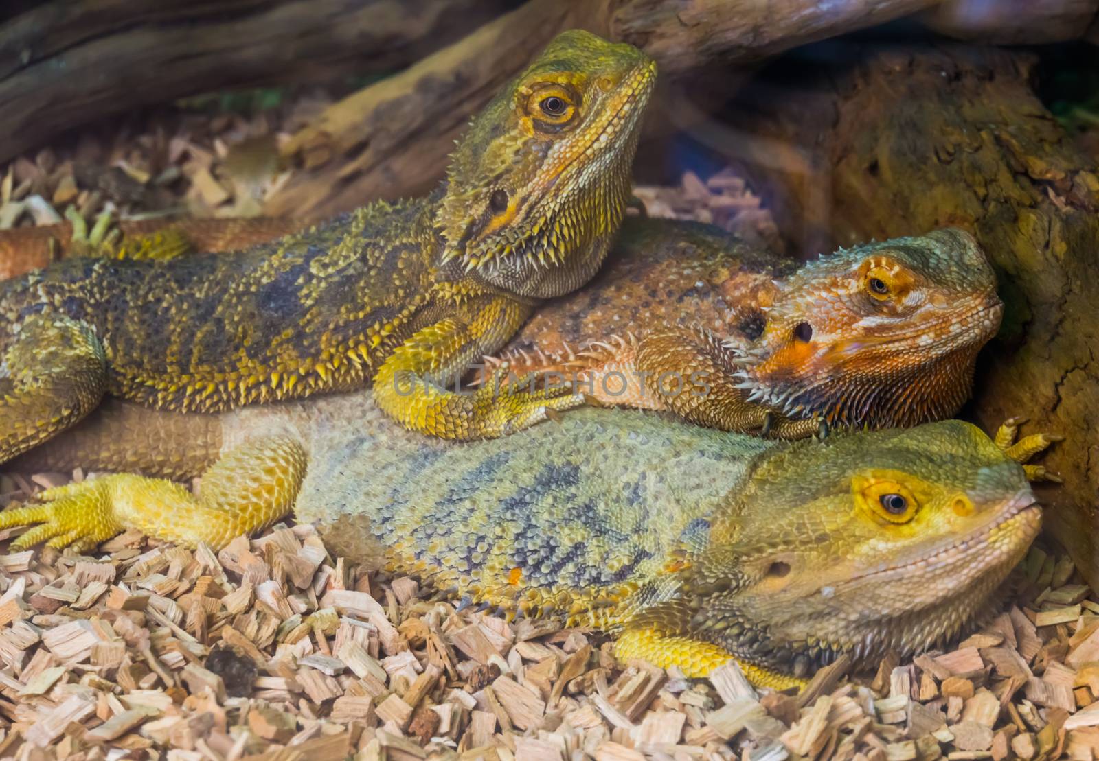 bearded dragon lizard family portrait, tropical reptile specie, popular terrarium pet in herpetoculture