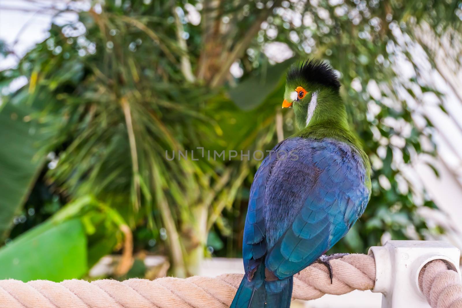 beautiful portrait of a white cheeked turaco from the back, colorful tropical bird specie from Africa