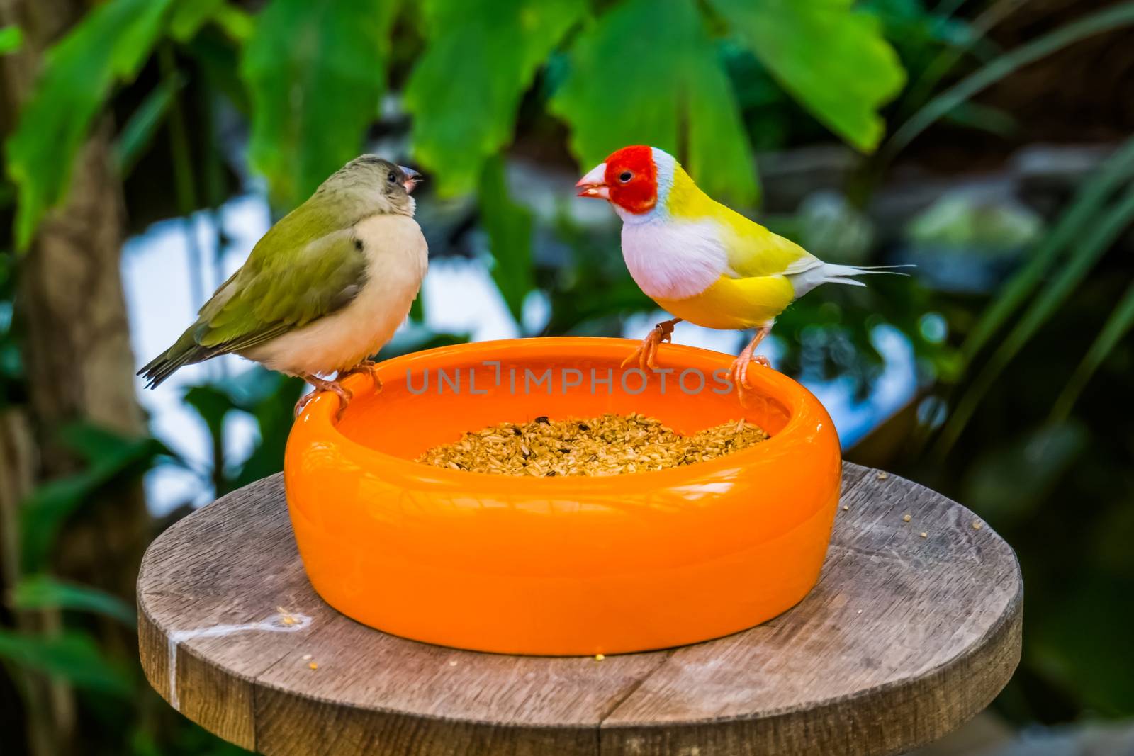 closeup of a gouldian finch couple eating seeds from a bowl, colorful tropical bird specie from Australia by charlottebleijenberg