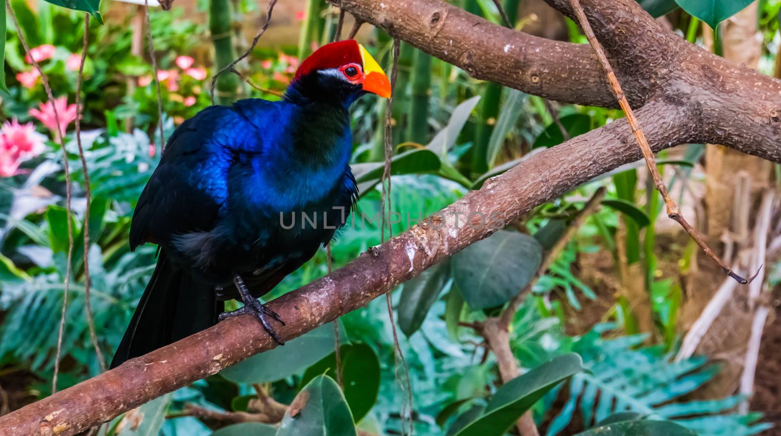 closeup of a violet turaco sitting in a tree, popular exotic bird specie from africa