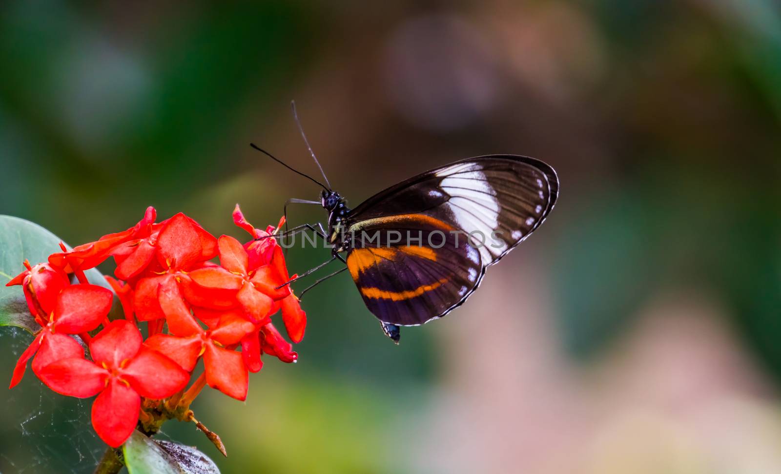 beautiful macro closeup of a tiger longwing butterfly on a flower, colorful tropical insect specie from Mexico and peru by charlottebleijenberg