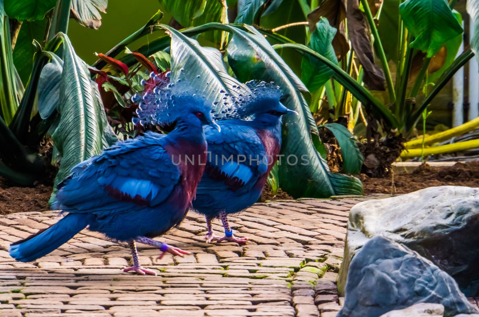 victoria crowned pigeon couple walking together, tropical and colorful birds from new guinea, Near threatened bird specie by charlottebleijenberg