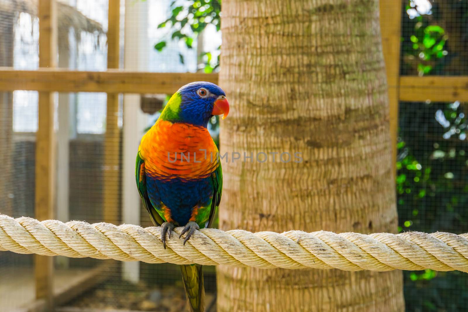 closeup portrait of a rainbow lorikeet, colorful tropical bird specie from australia by charlottebleijenberg