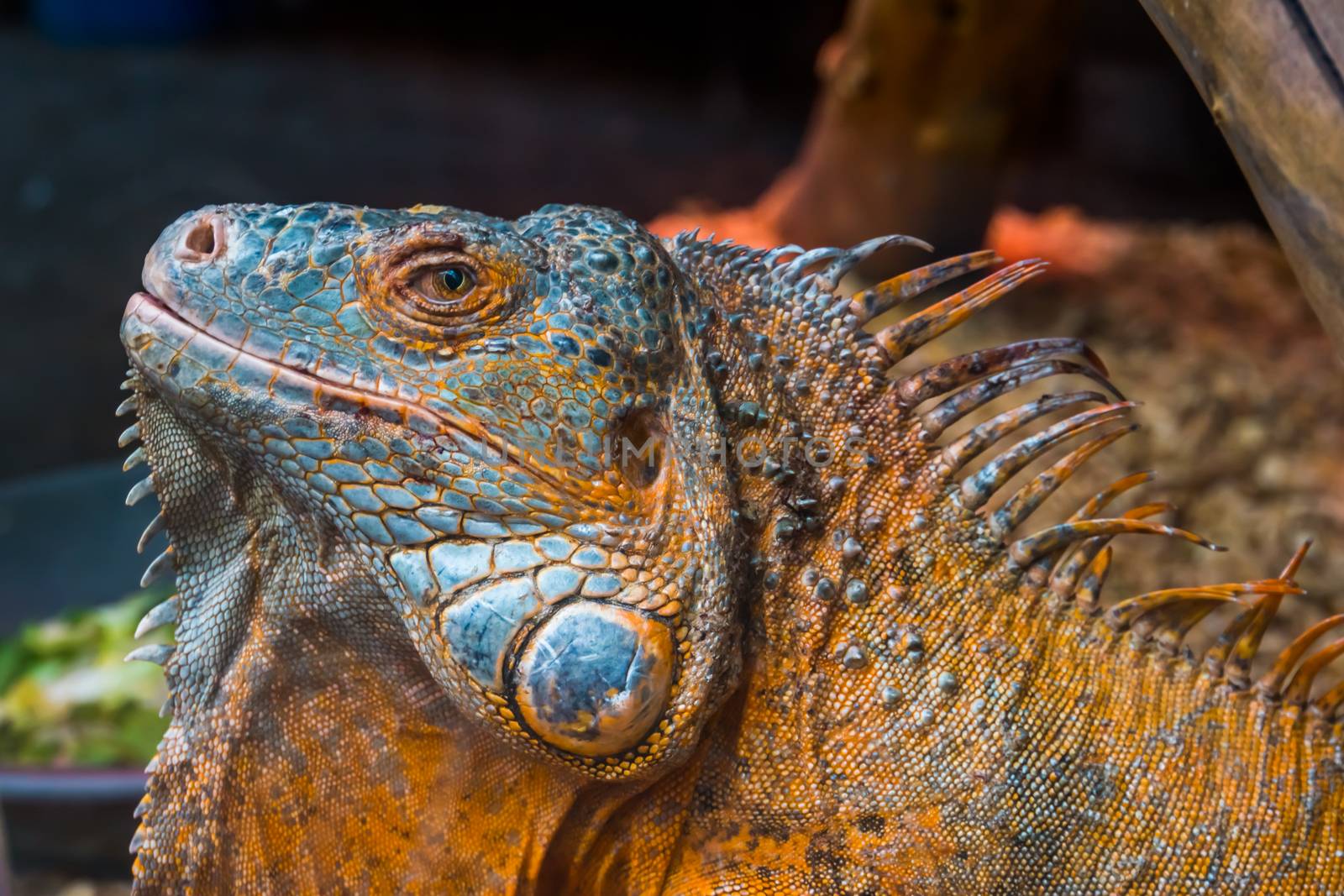 The face of an American green iguana in closeup, Detailed reptile head, tropical lizard specie from America, popular exotic pet by charlottebleijenberg