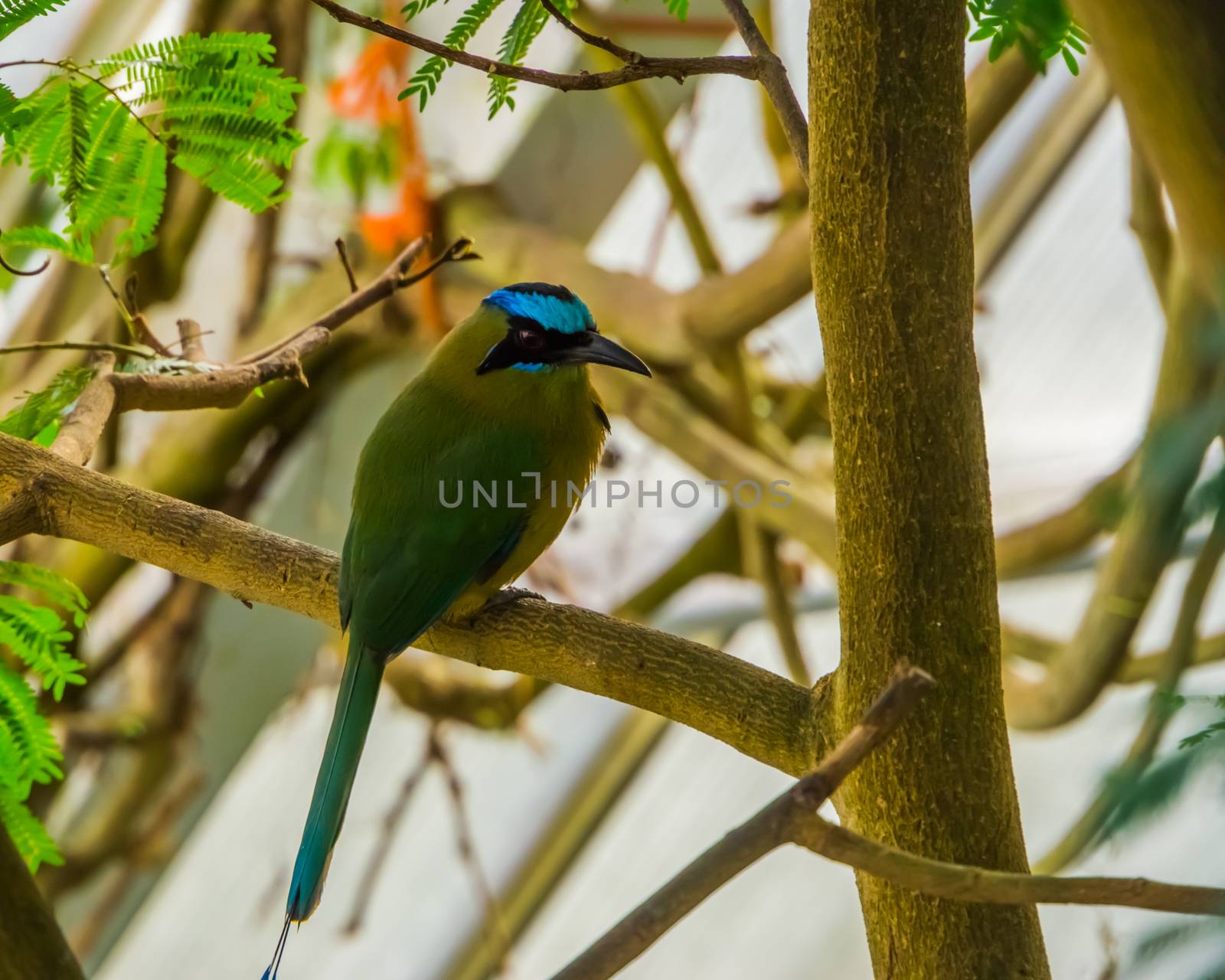closeup of a blue crowned motmot sitting on a tree branch, tropical bird specie from South america by charlottebleijenberg