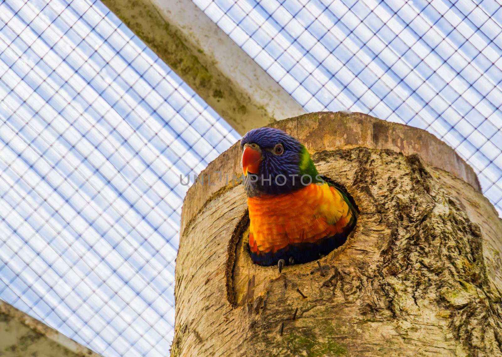 closeup of a rainbow lorikeet looking out of its birdhouse, colorful tropical bird specie from australia by charlottebleijenberg