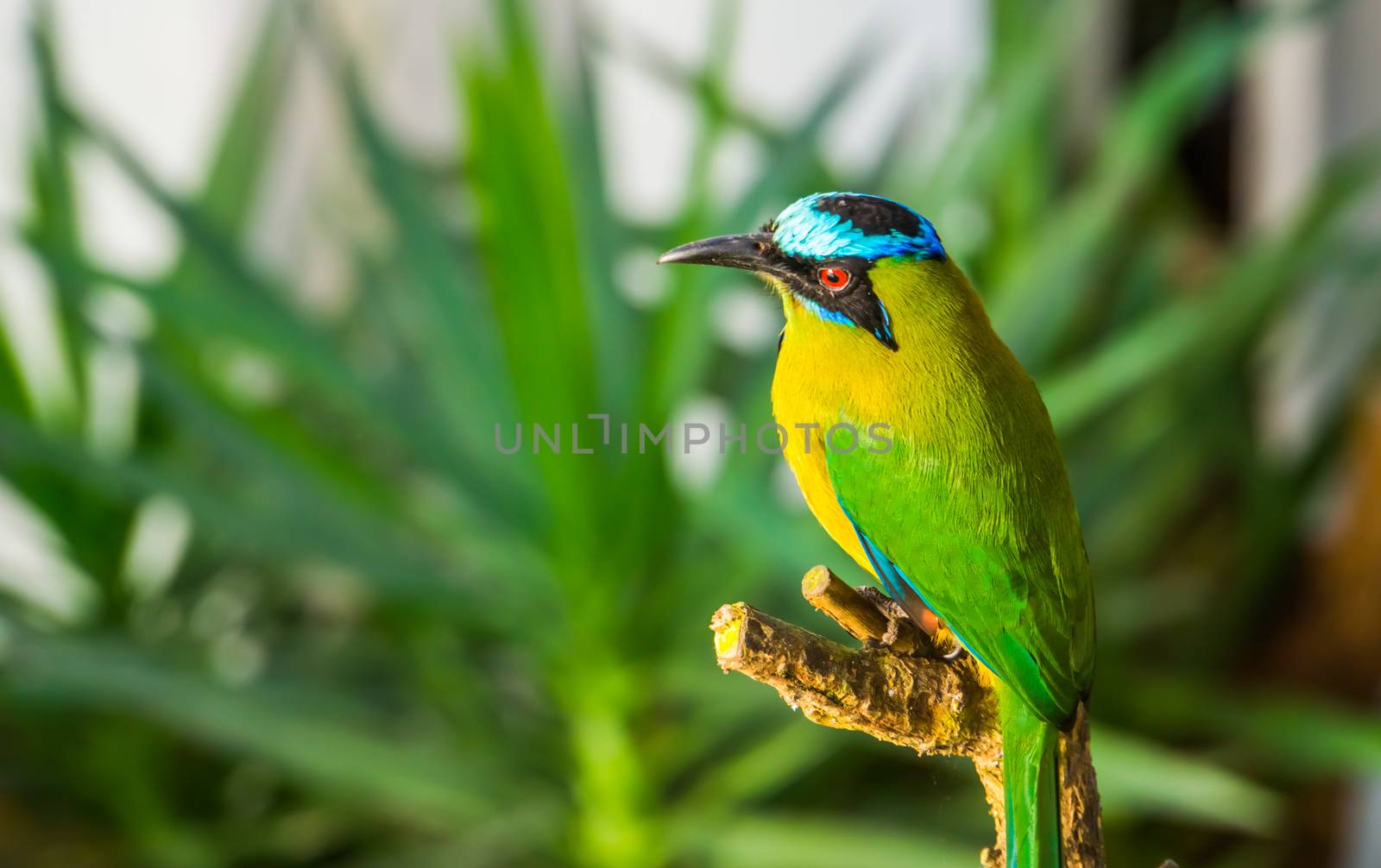 closeup portrait of an amazonian motmot, colorful tropical bird specie from South America