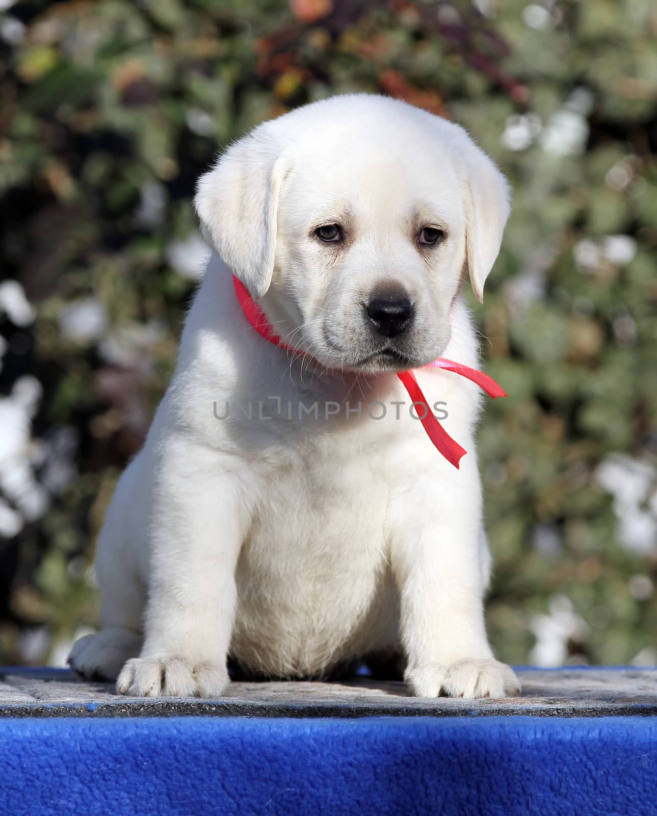 little labrador puppy on a blue background