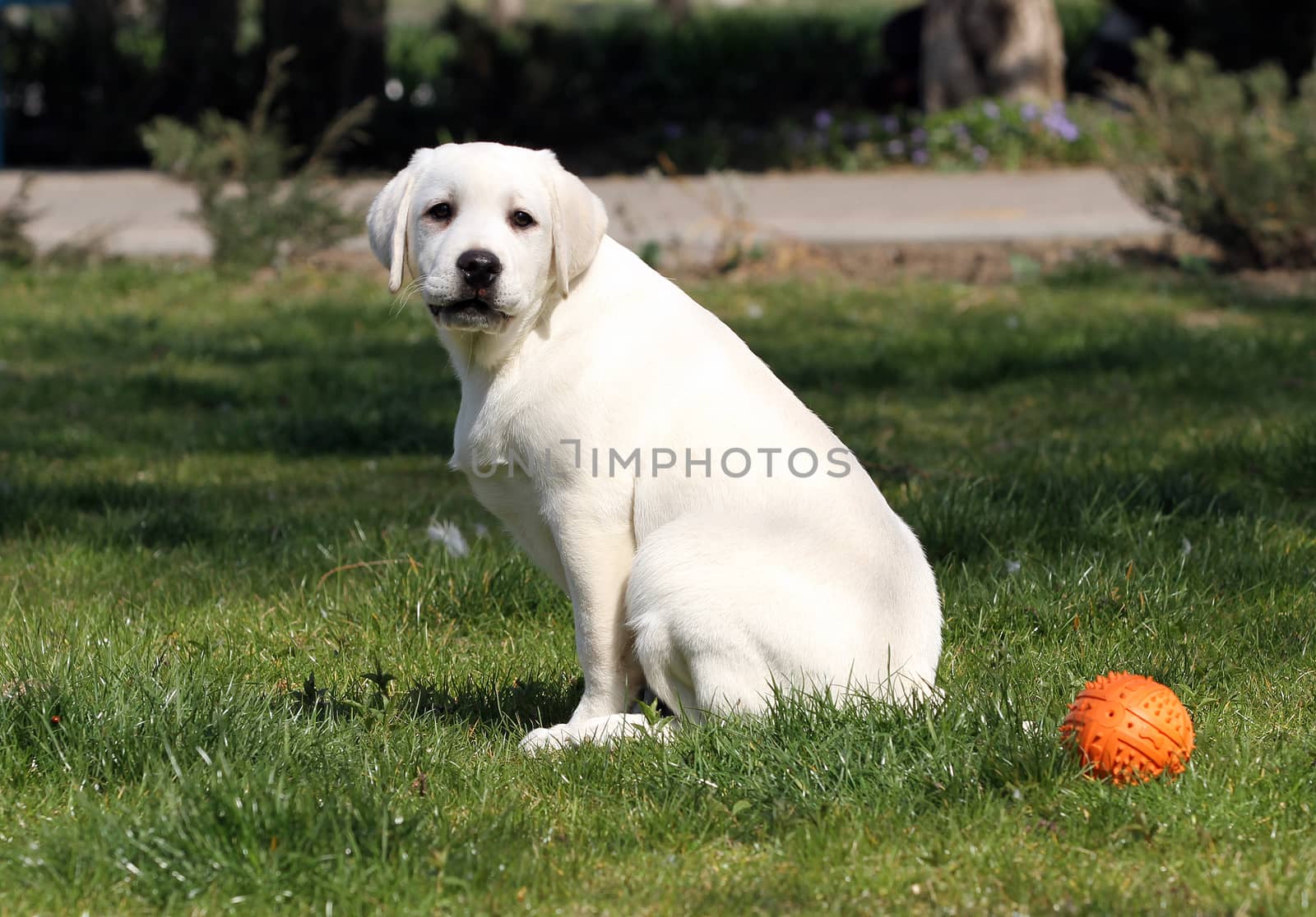 the yellow labrador playing in the park