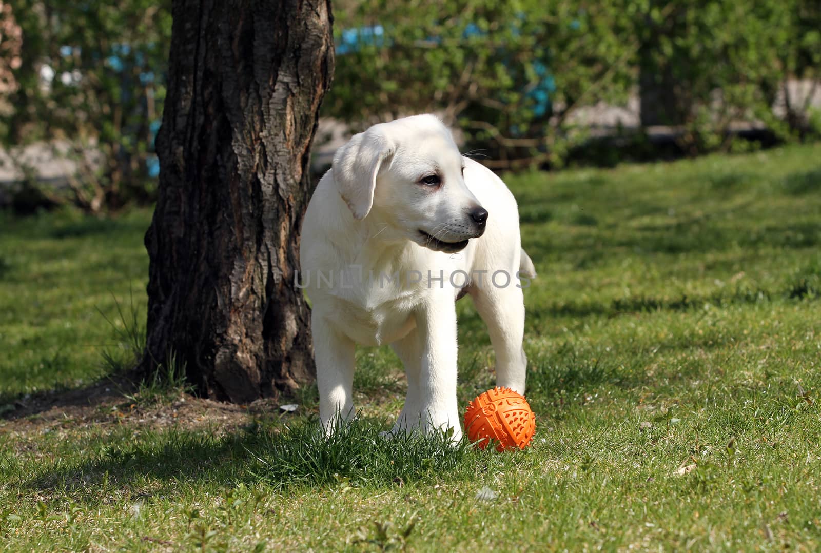 yellow labrador playing in the park