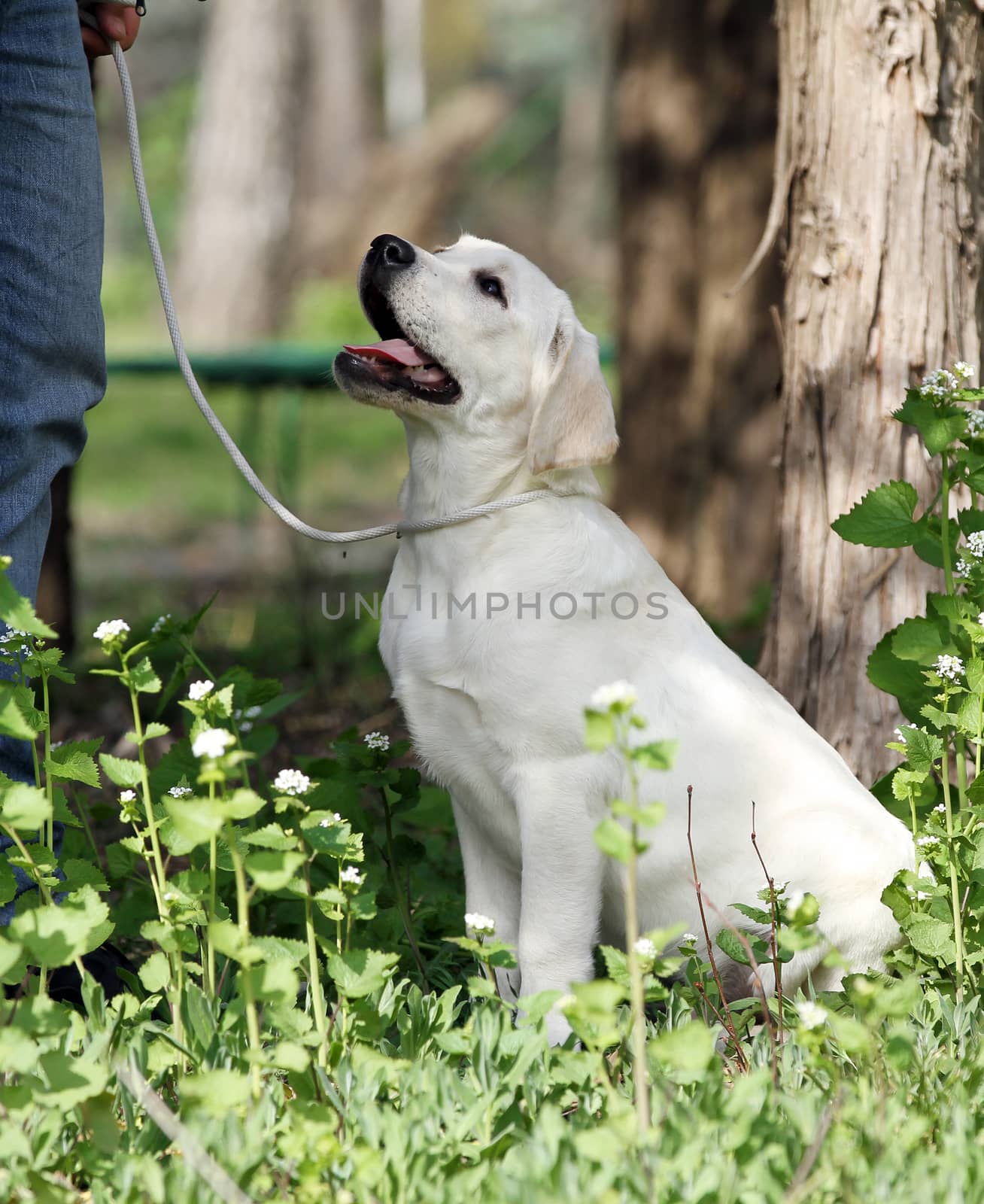 nice sweet yellow labrador playing in the park