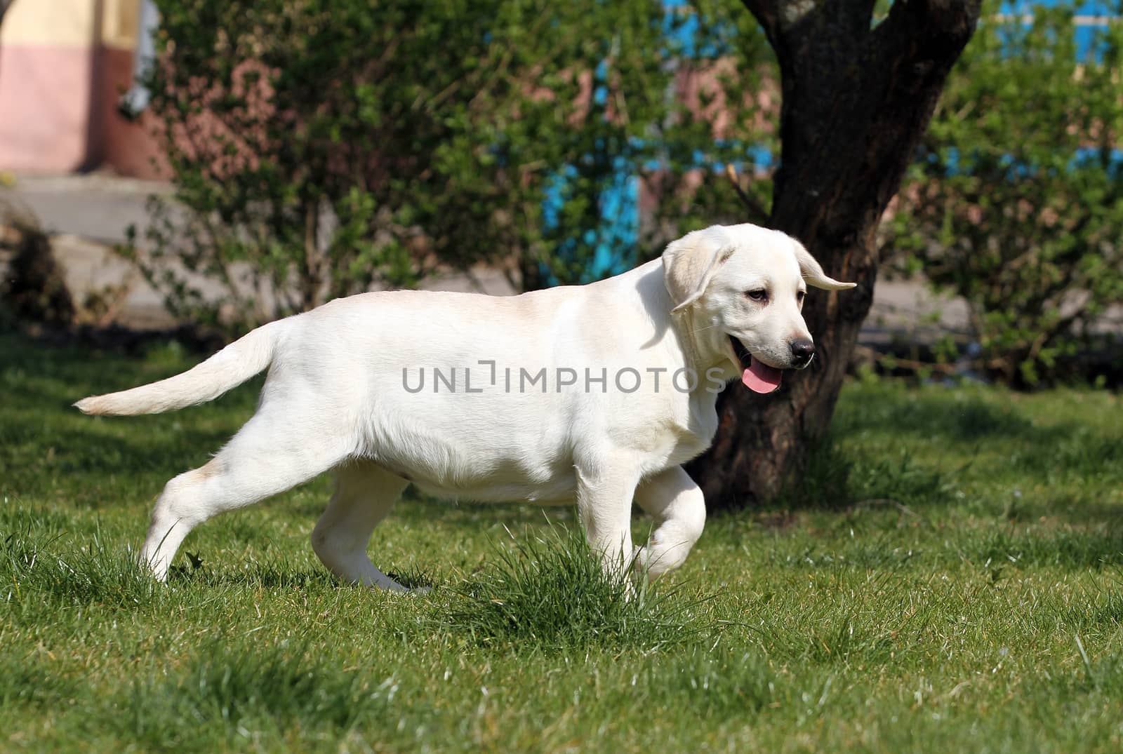 sweet yellow labrador playing in the park