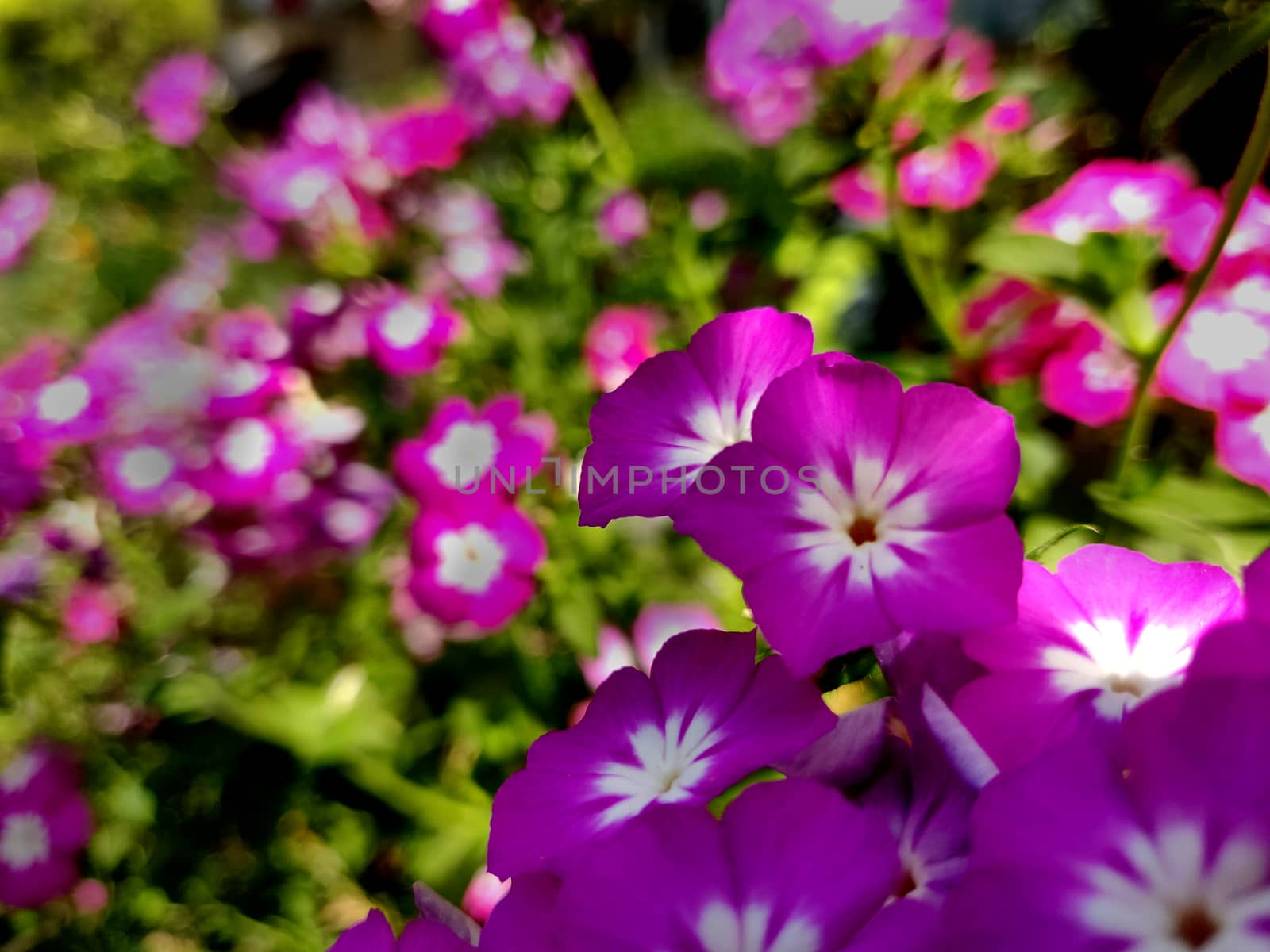 Close up of pink and white Phlox flowers in summer in India