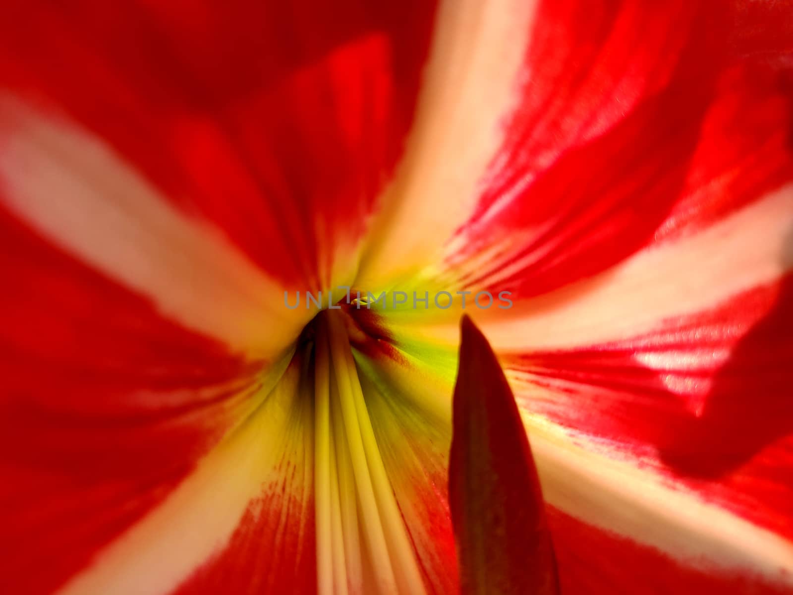 Macro shot of striped barbados lily red flower in Indian summer