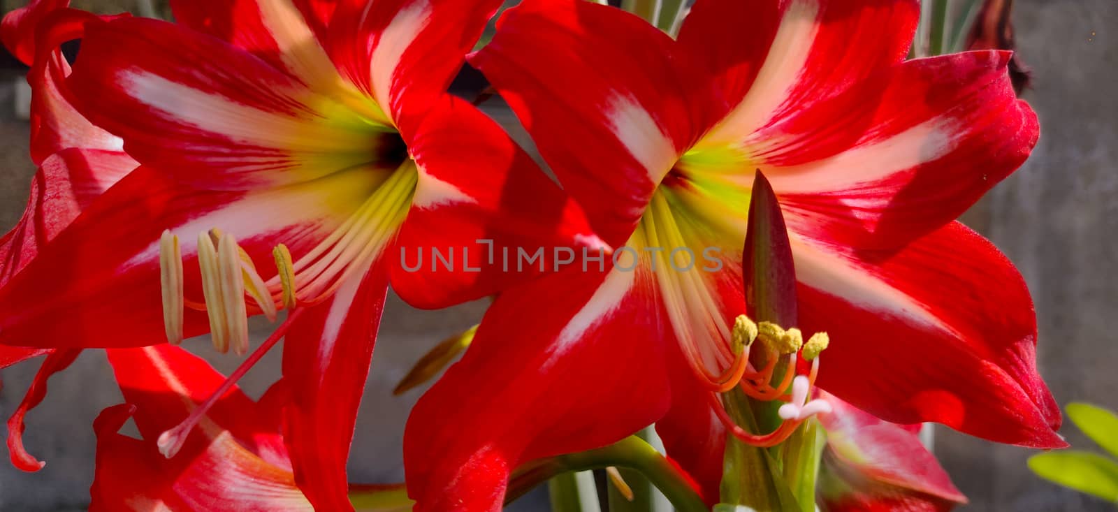 Two striped barbados lily blooming in Indian sun by mshivangi92