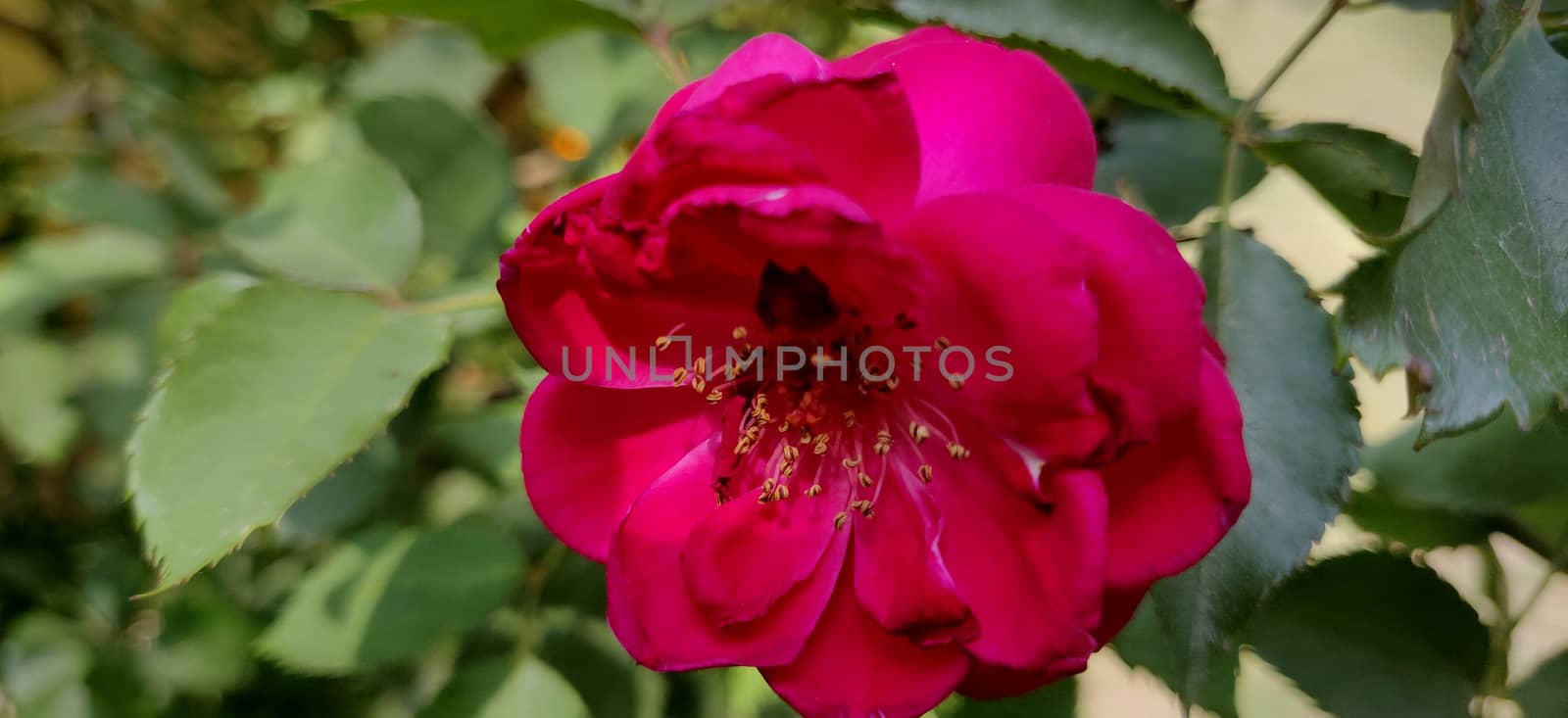 Close up of pink rose in garden in summer in India