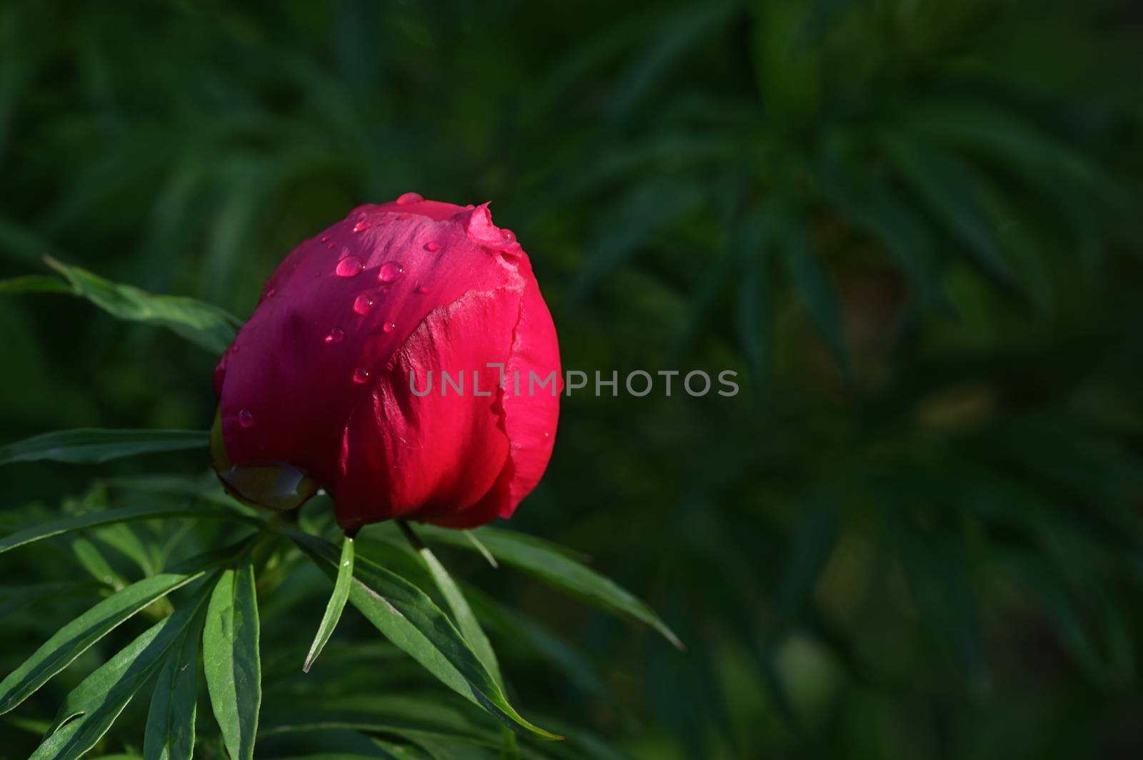 Red Wild Peony Flowers In A Garden In A Spring Day