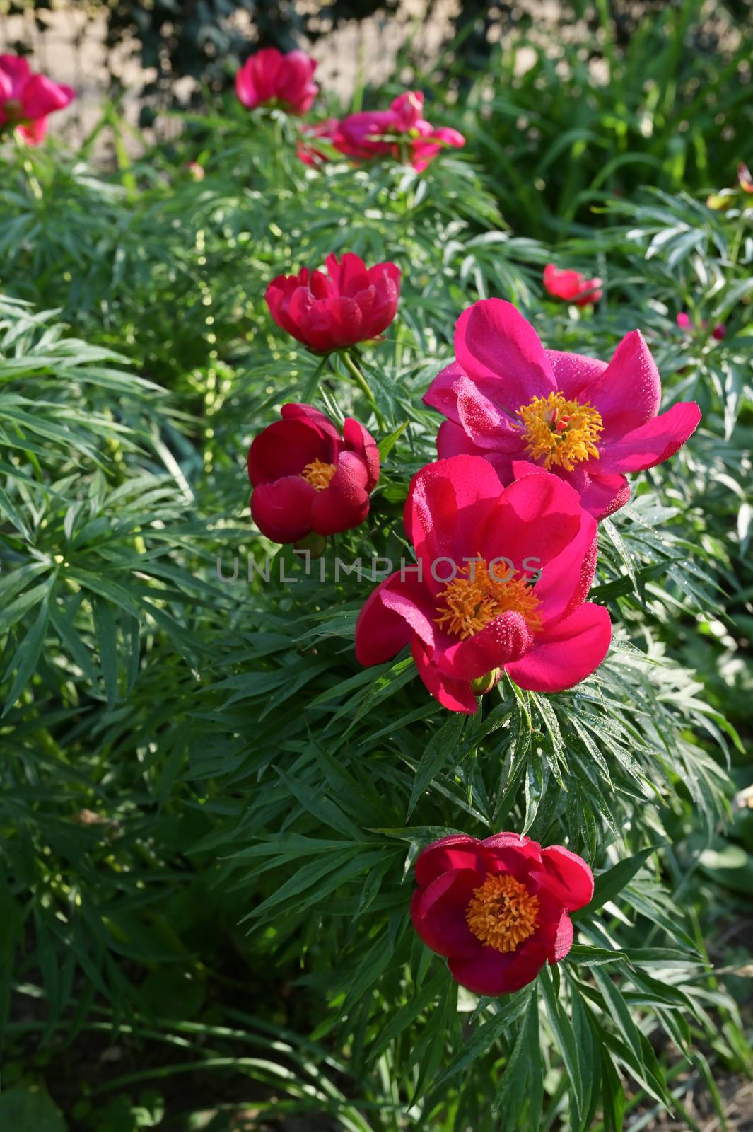 Red Wild Peony Flowers In A Garden by mady70