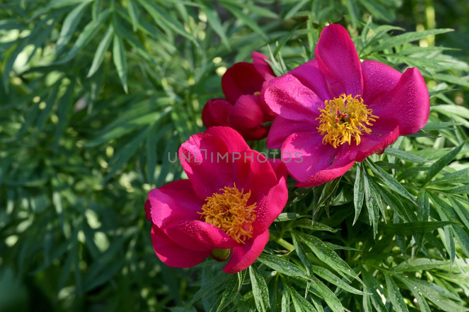 Red Wild Peony Flowers In A Garden  by mady70