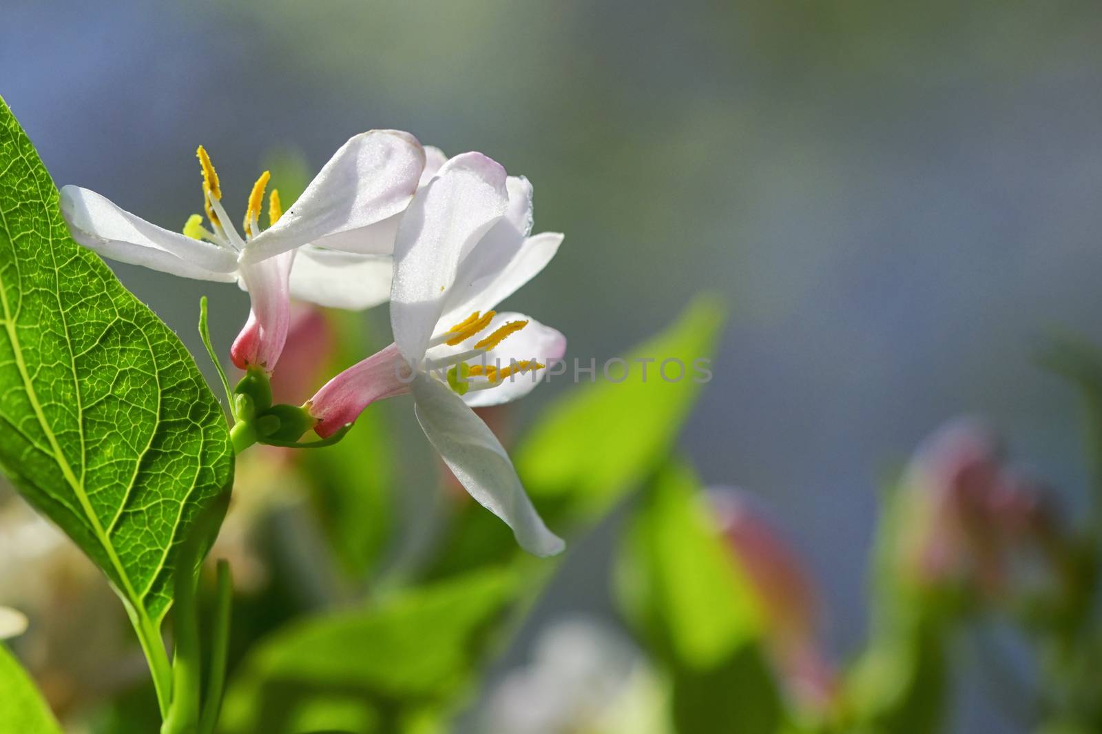 Honeysuckle Pink With Leaves in Garden