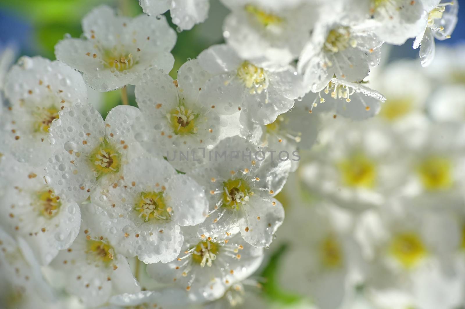 Closeup of A White Spiraea Flowering in nature
