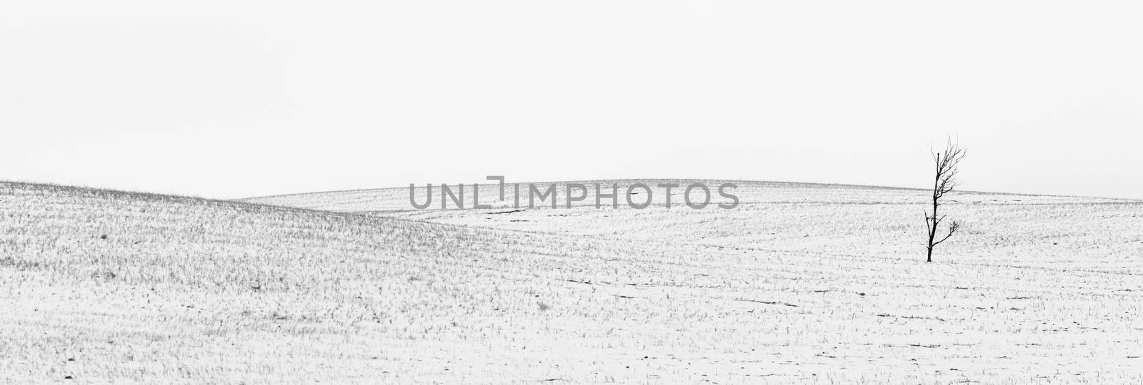 Landscape Saskatchewan Prairie Rurual Scene Panorama snowfall