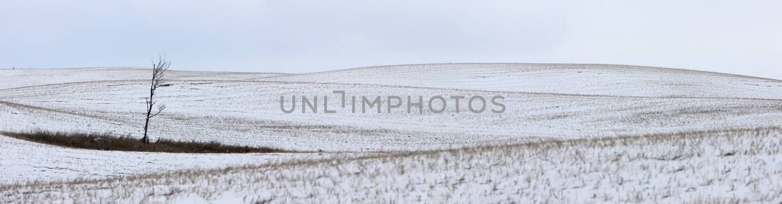 Landscape Saskatchewan Prairie by pictureguy