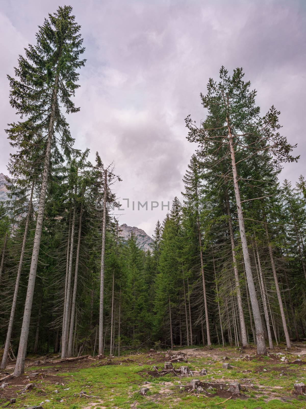 Mountain trees hurl themselves towards the cloudy sky by brambillasimone