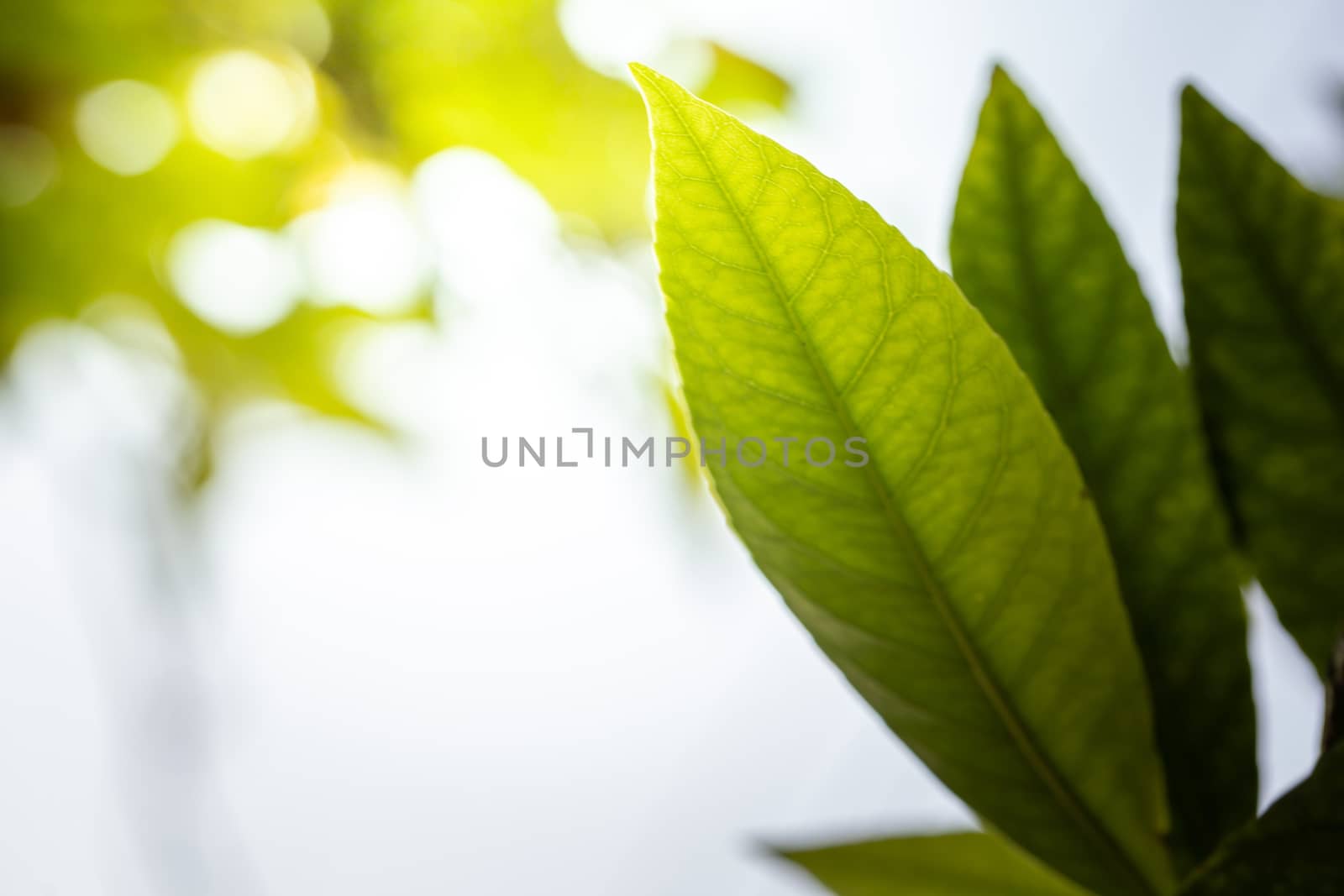 Close Up green leaf under sunlight in the garden. Natural background with copy space.